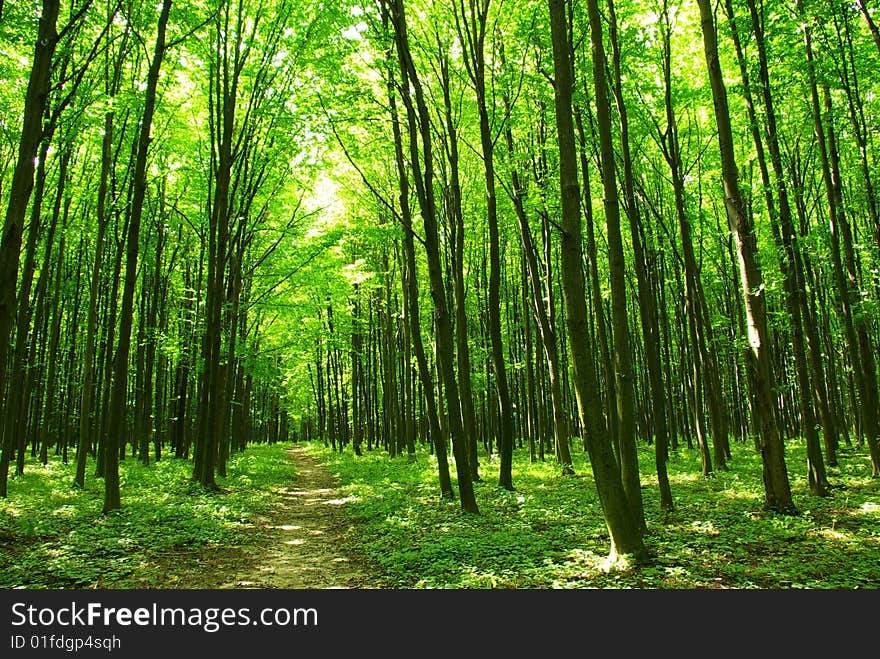 A path is in the green forest