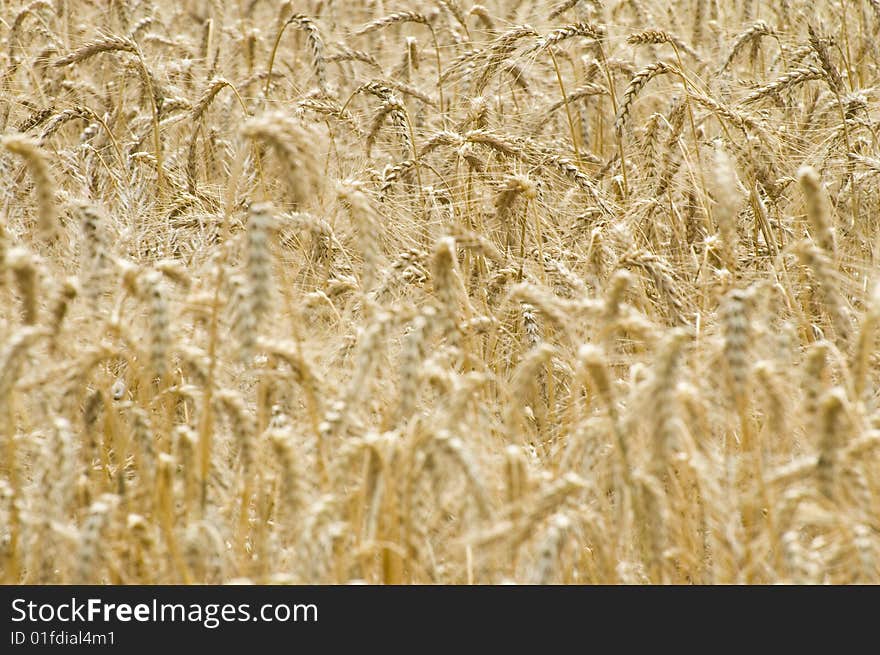 Wheat field before harvest, without sky. Only the cereals are visible, high dof.