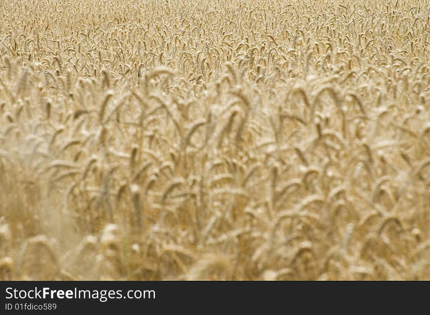 Wheat field before harvest, without sky. Heavy crop. ( Wide angle shot, high dof. )