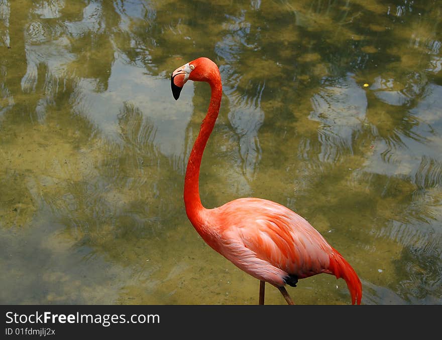 Flamingo