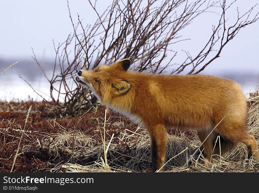 Watchful red fox in its natural habitat. Kamchatka