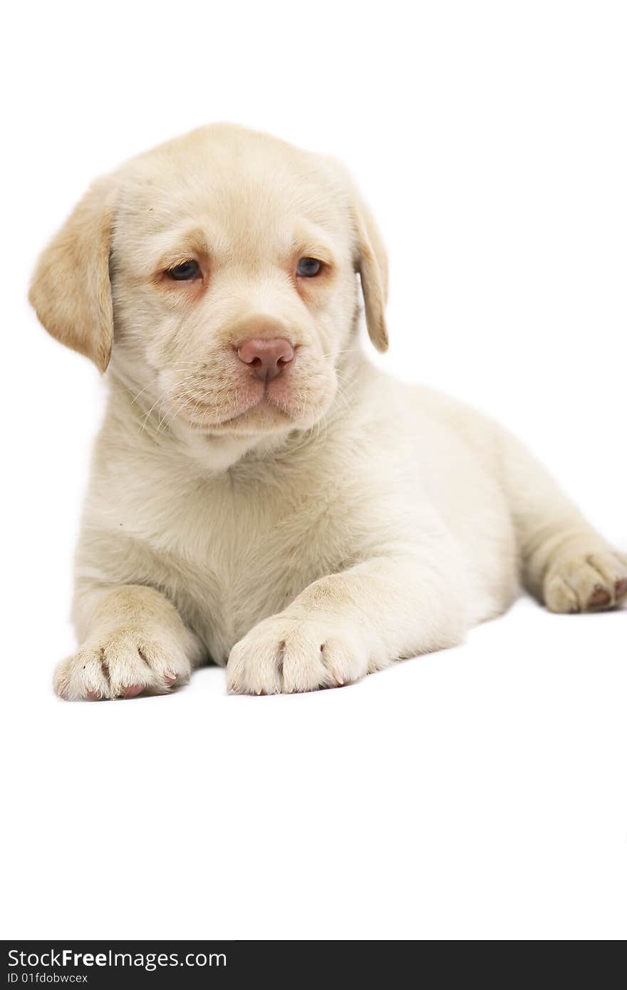 Puppy Labrador lies on a white background. Pale yellow Labrador. Puppy Labrador lies on a white background. Pale yellow Labrador.