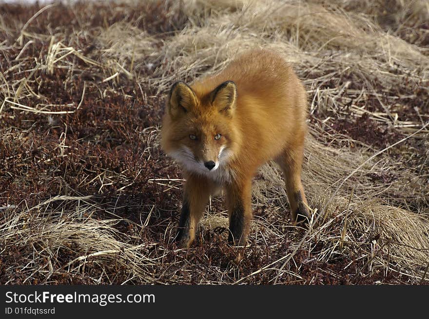 Watchful red fox in its natural habitat. Kamchatka