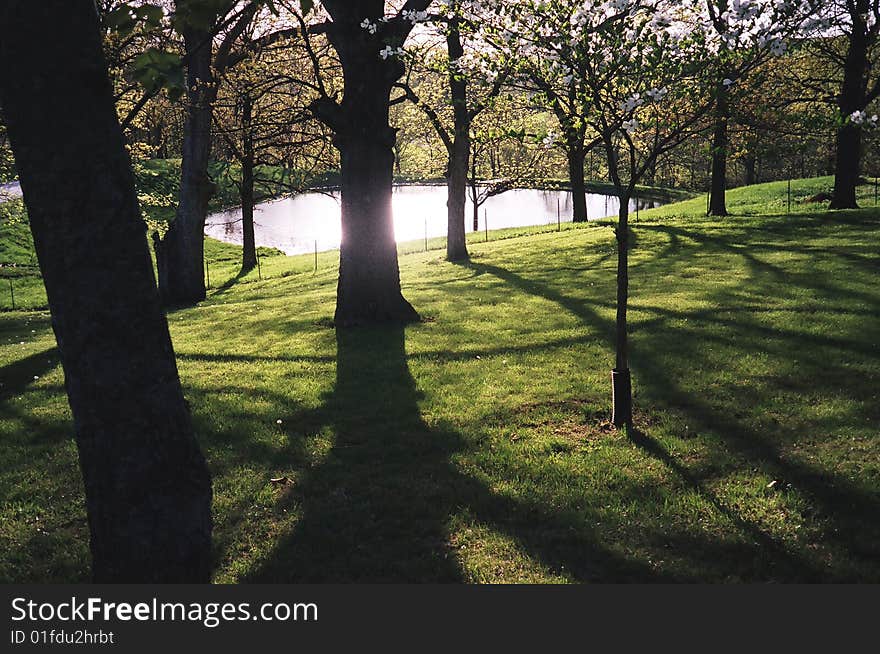 Late afternoon in Illinois causing long shadows from the trees.