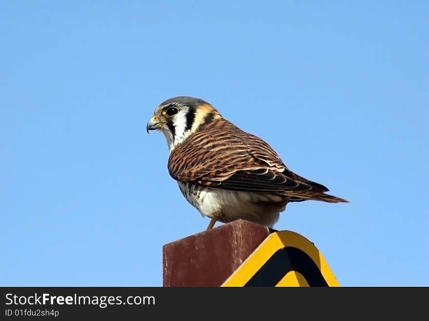 Sparrow hawk sitting on sign