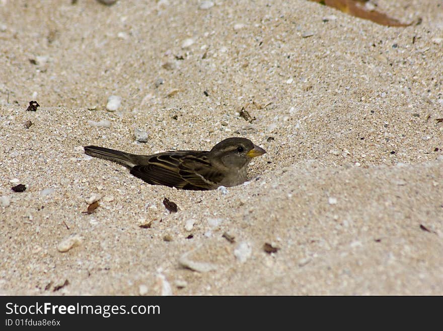 A small bird taking a bath in beach sand. A small bird taking a bath in beach sand.