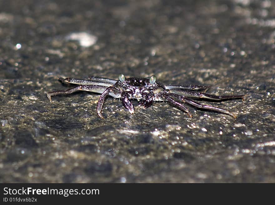 Crab Feeding on the Rocks