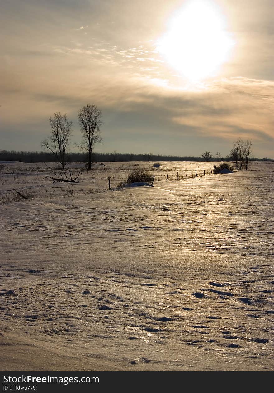 Winter Field