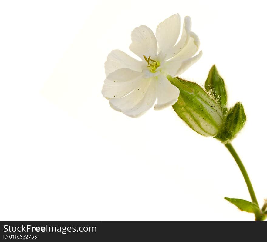 White flower on white background