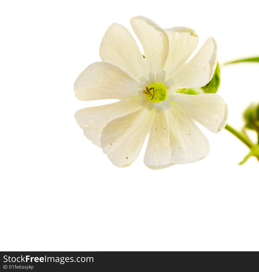 White flower on white background