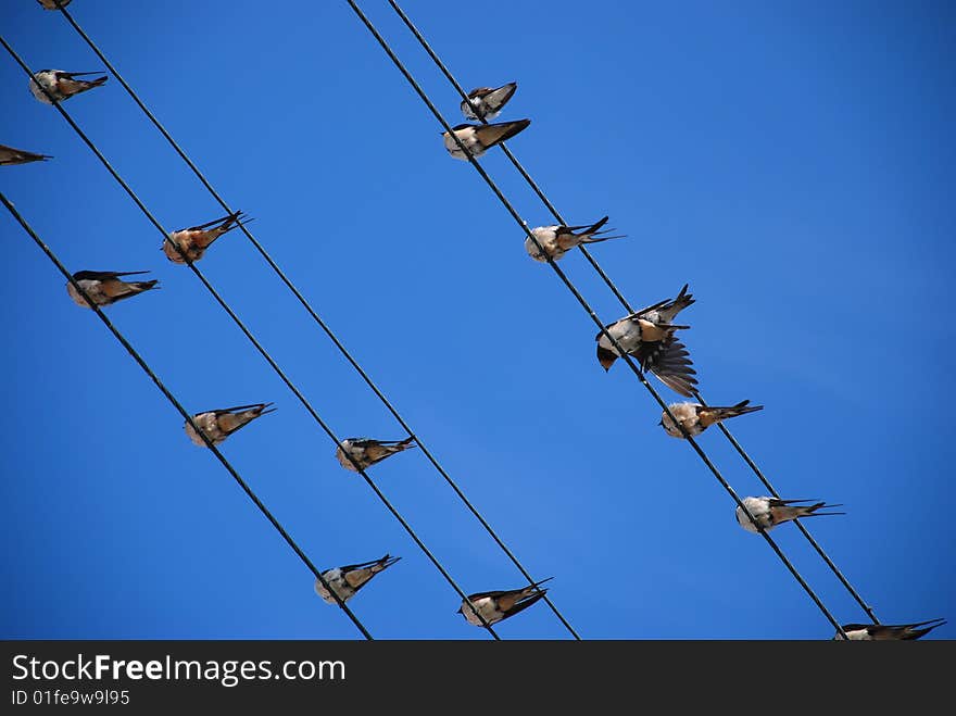 Migrating swallows