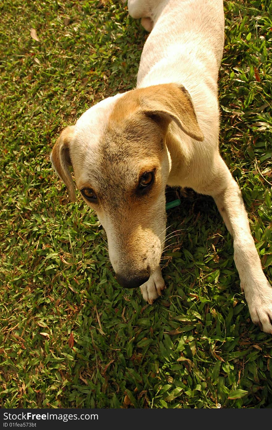 Puppy on grass