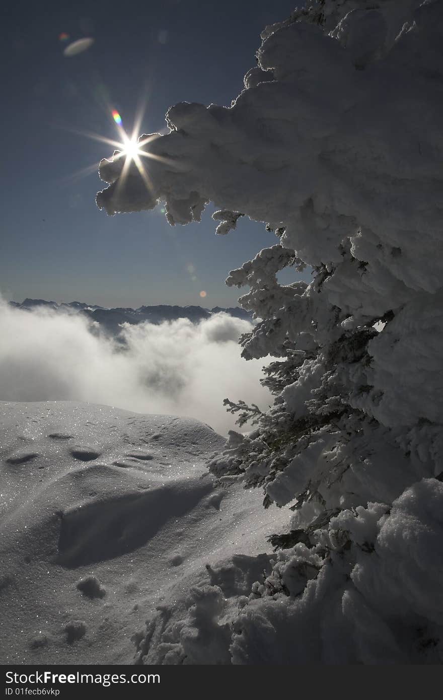 Snowy landscape, silhouette of a tree, sun star. Snowy landscape, silhouette of a tree, sun star