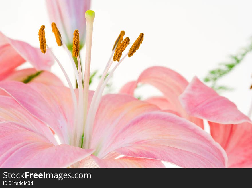 Pink Lilly