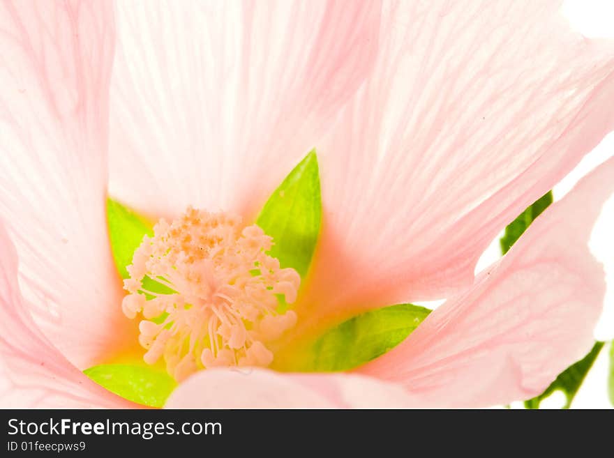 Pink flower on white background