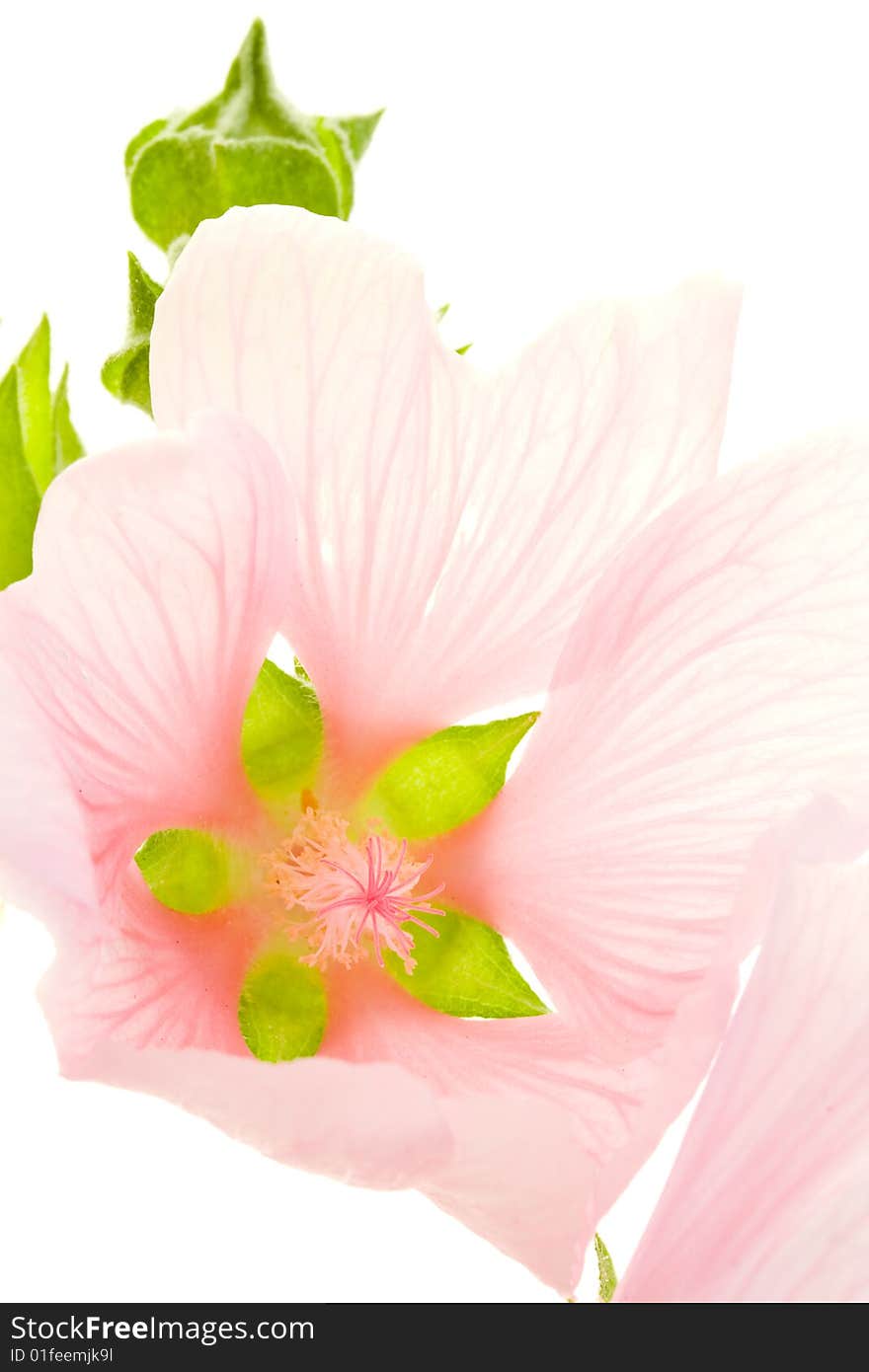 Pink flower on white background