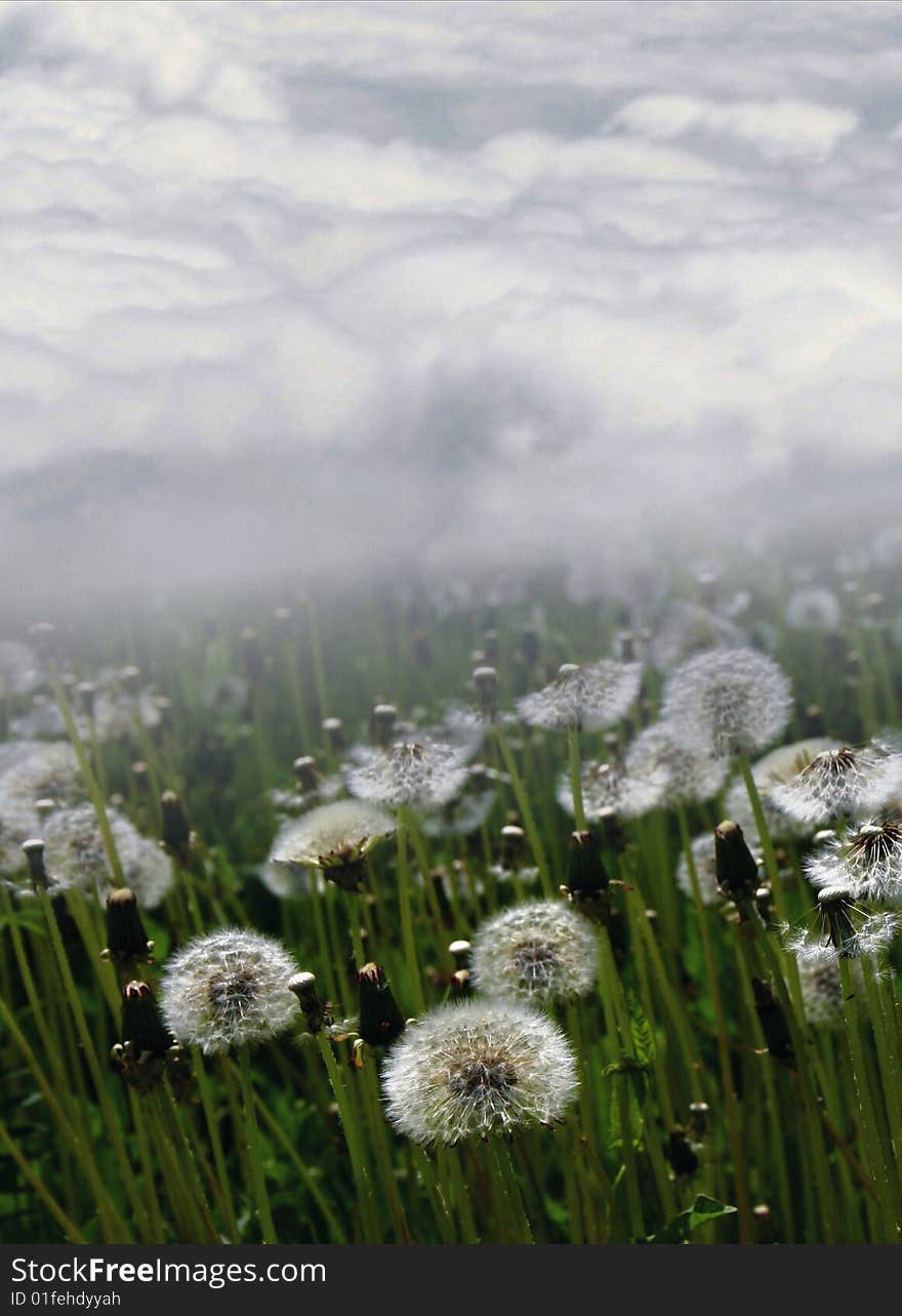 Dandelions on background thick cloud