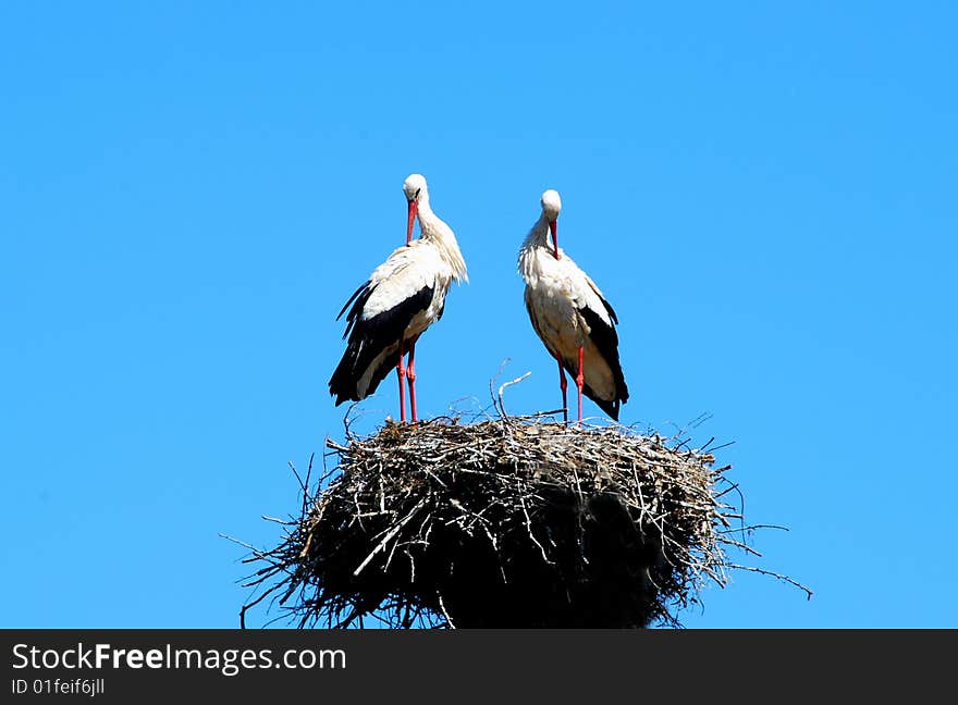 Two white storks in the nest on the blue sky. The symbol of spring to come, symbol of new life. Two white storks in the nest on the blue sky. The symbol of spring to come, symbol of new life.