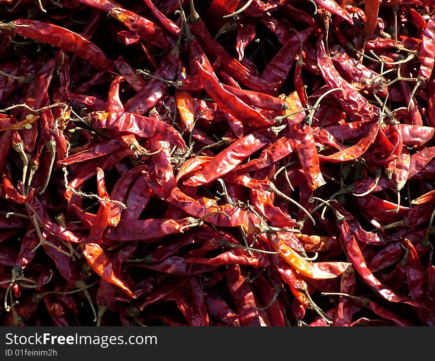 The famous red hot chili of India. The famous red hot chili of India