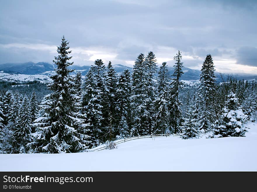 Winter forest