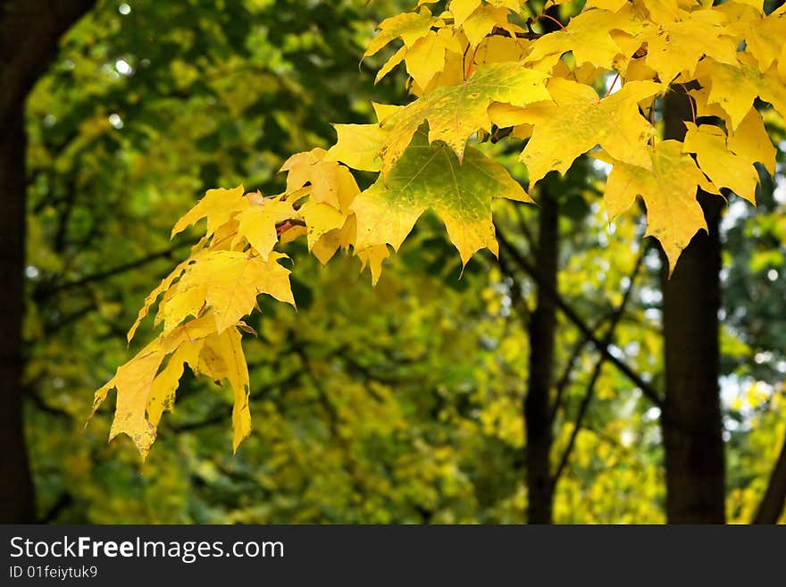 A maple tree branch with yellow leaves on a park background. A maple tree branch with yellow leaves on a park background