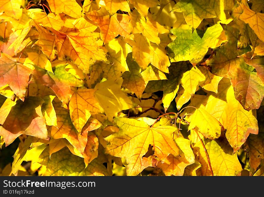 Yellow and orange maple leaves in autumn as abstract background. Yellow and orange maple leaves in autumn as abstract background