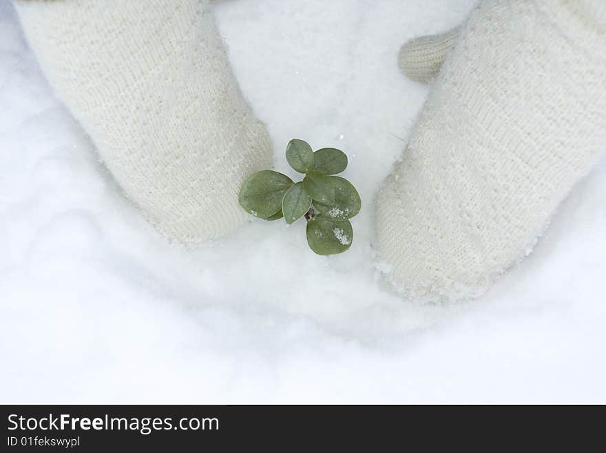 White mittens and green tree. White mittens and green tree.