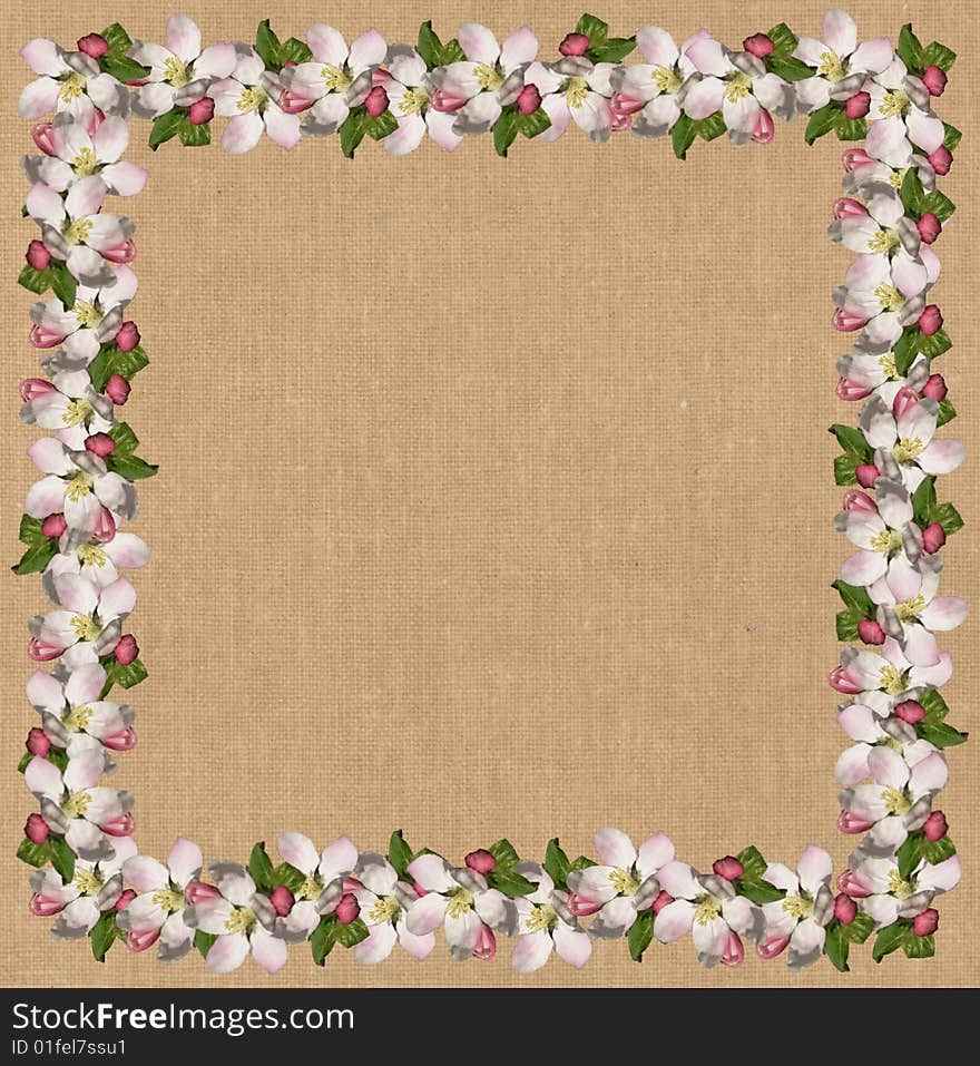 Apple blossom frame with drabbet background. Apple blossom frame with drabbet background