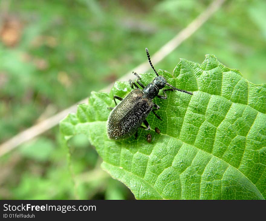 Bug on green leaf