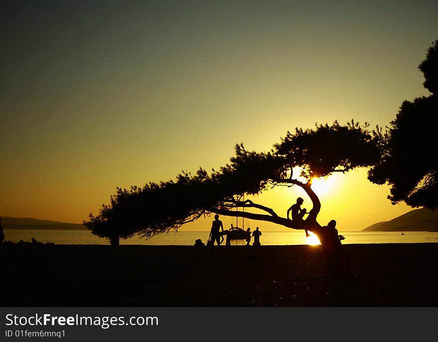 A silhouette of a tree in the sunset