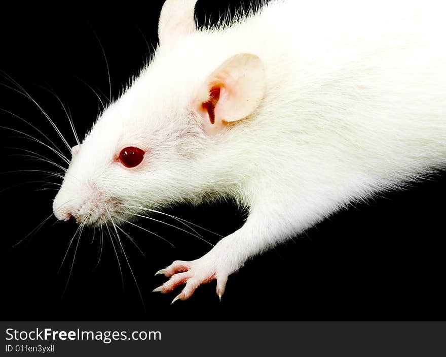 A close-up photo of a white rat with red eyes