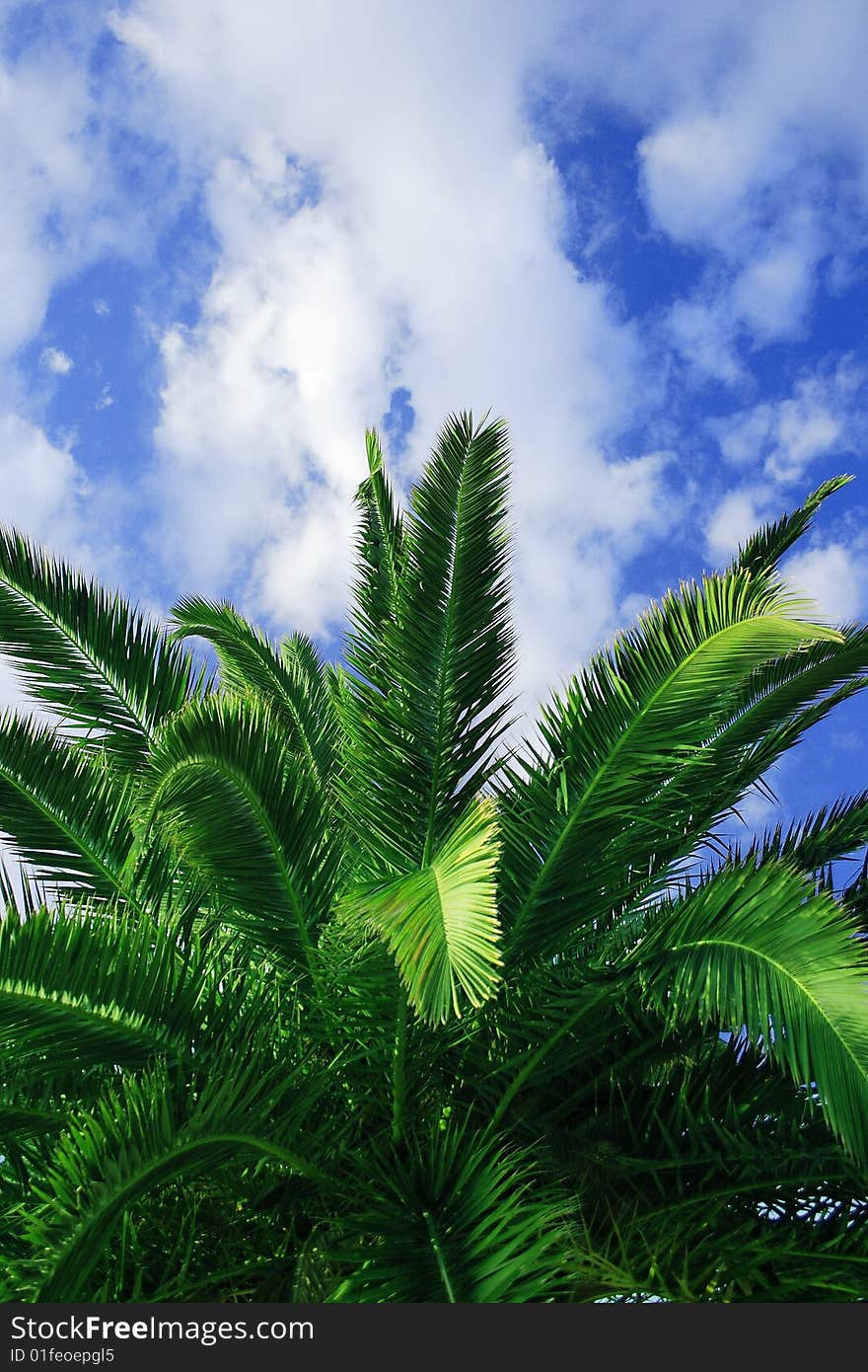 Beautiful green palm detail with cloudy sky