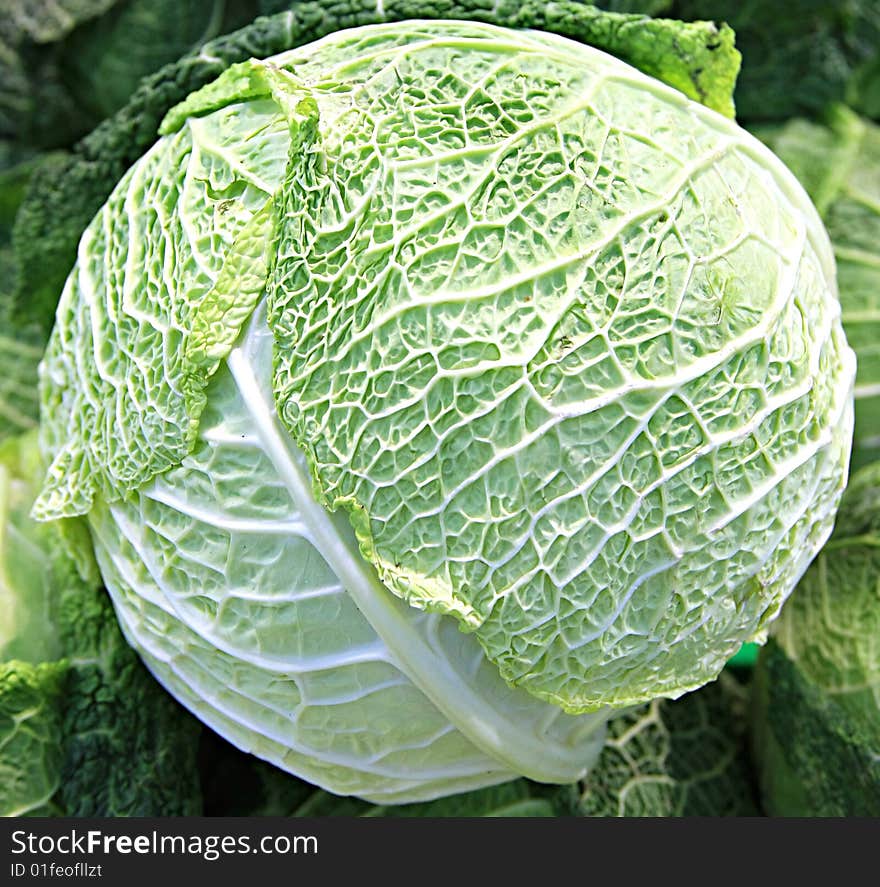 Fresh cabbage at a farmer's market.