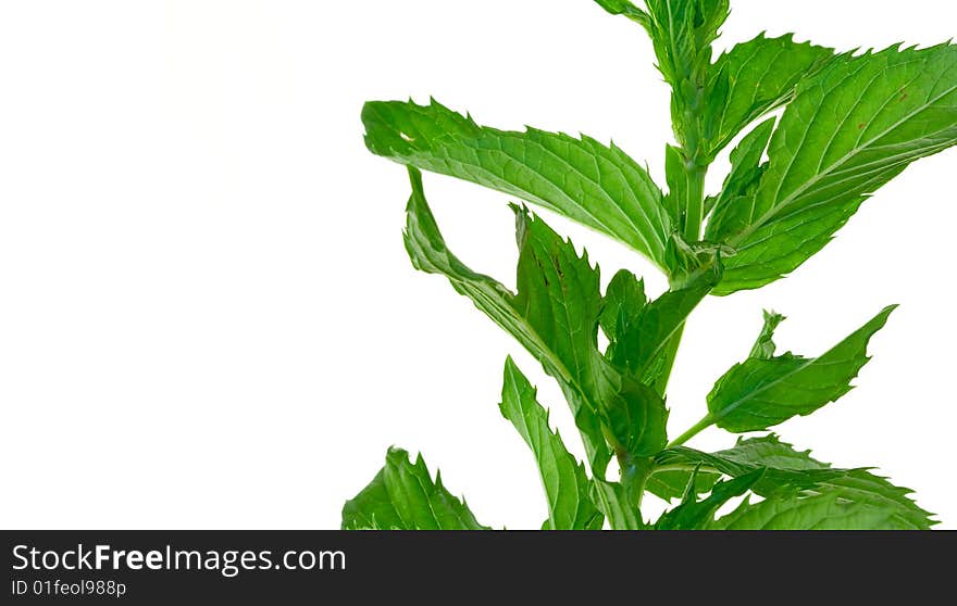 Mint leaves