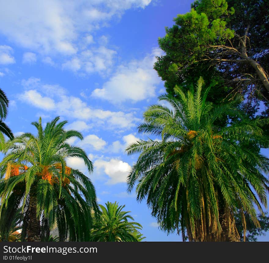 Beautiful green palms detail with cloudy sky