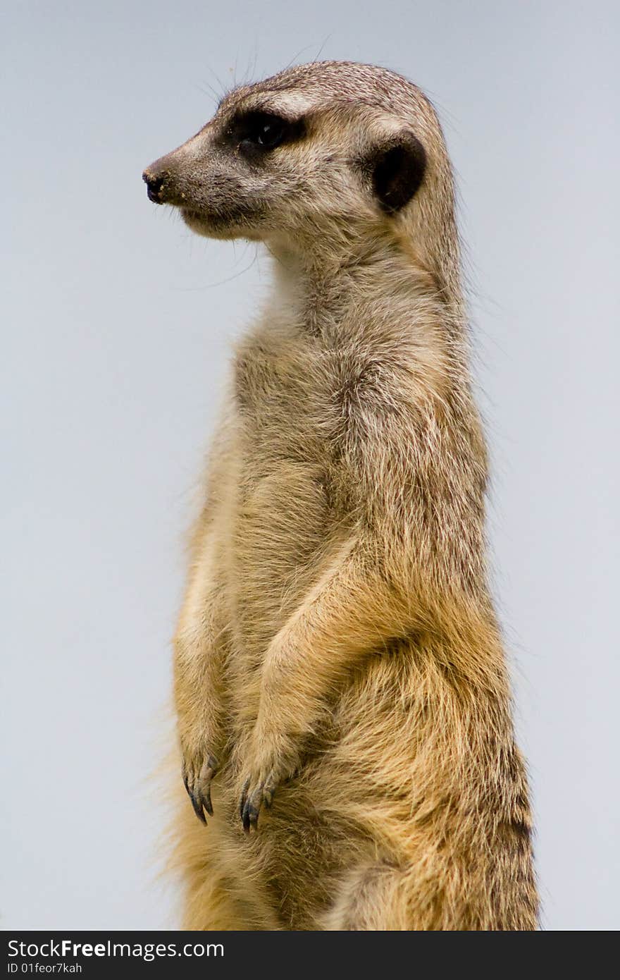 Marmot, shot at a dutch zoo