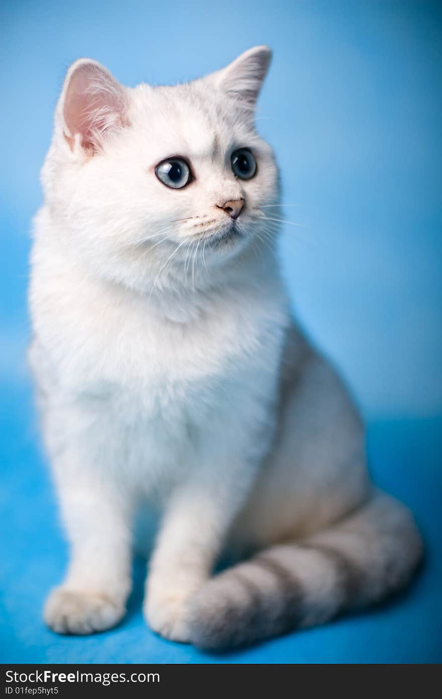 Chinchilla kitten