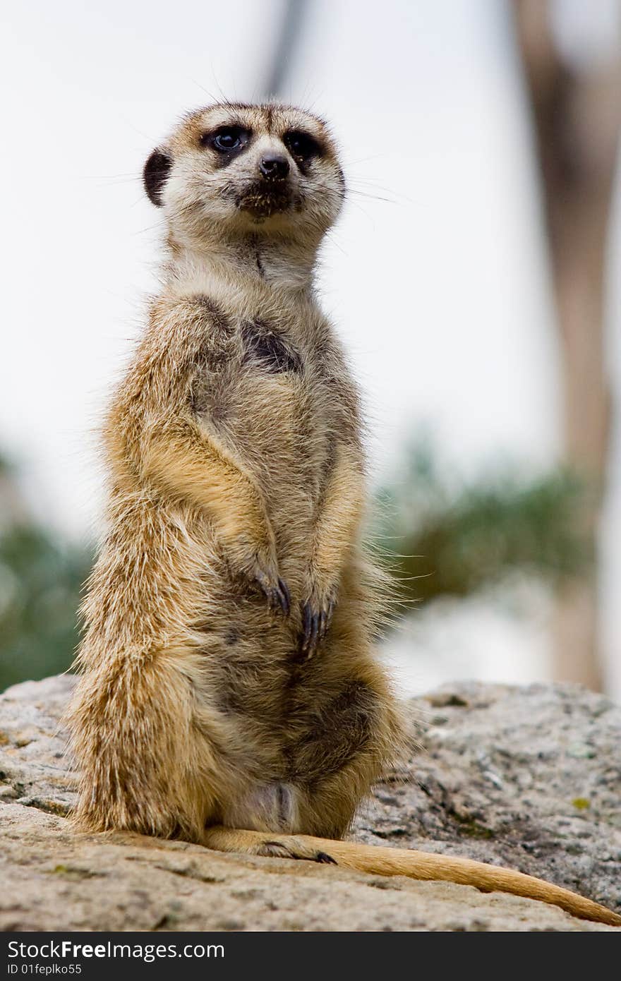 Marmot, shot at a dutch zoo