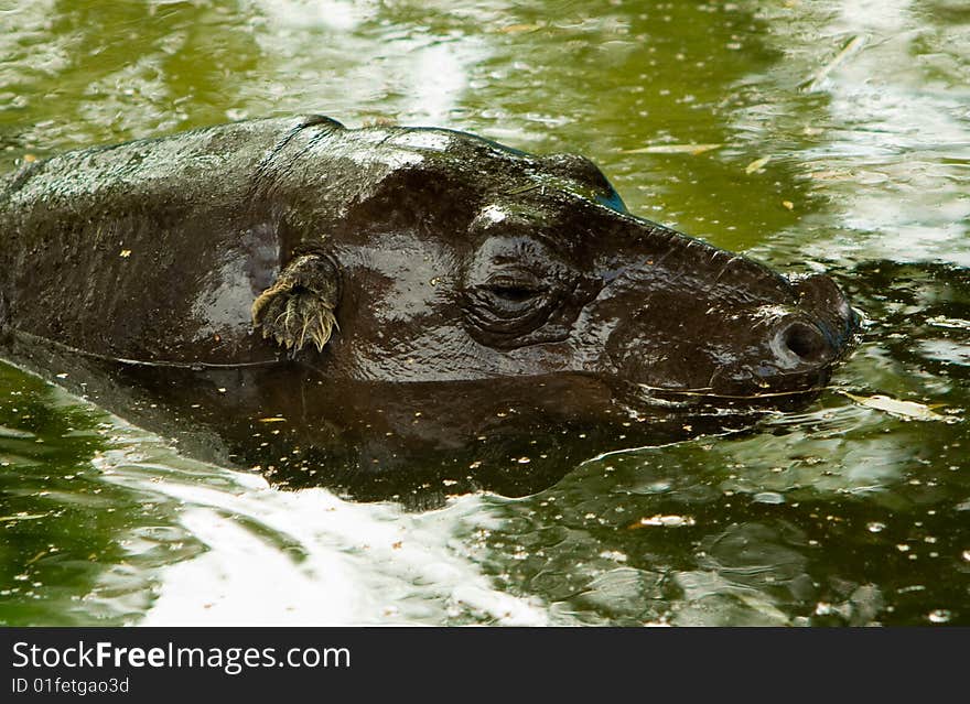 Hippopotamus