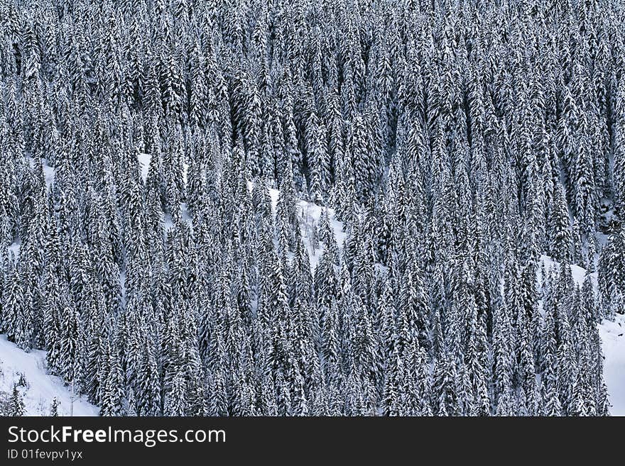 A view of a forest of pine trees covered in snow on the side of a mountain. A view of a forest of pine trees covered in snow on the side of a mountain