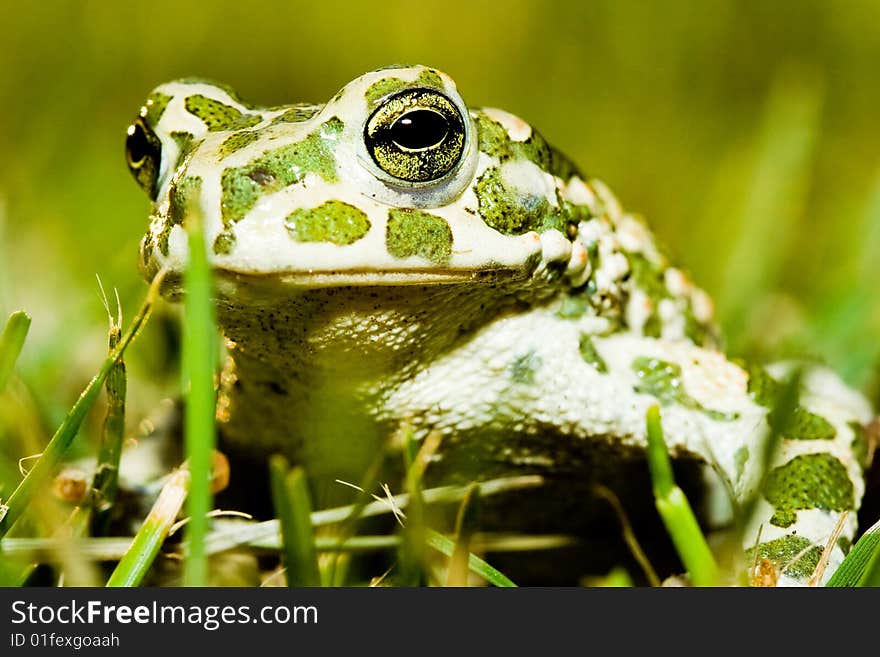 Green toad