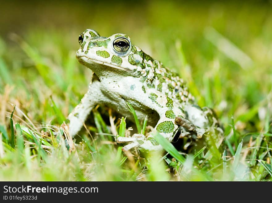 Green toad