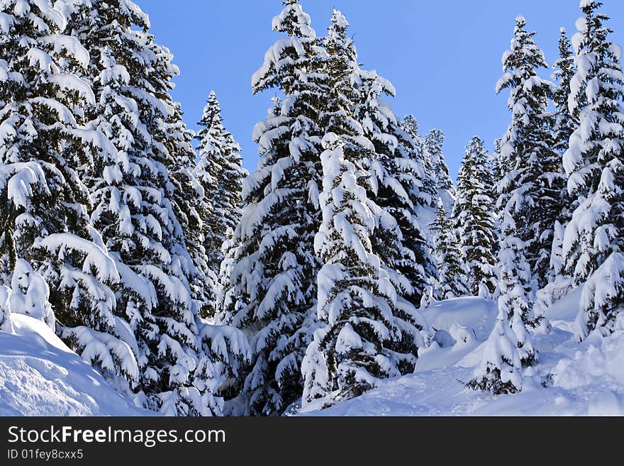 Snow covered pine trees