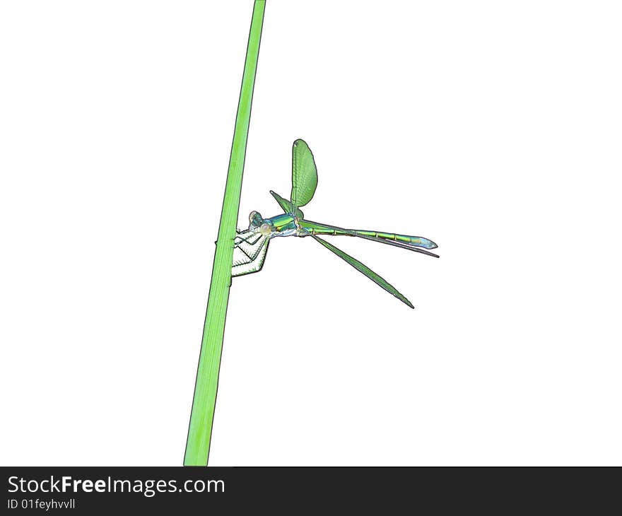 Dragonfly on weed grass isolated. Dragonfly on weed grass isolated