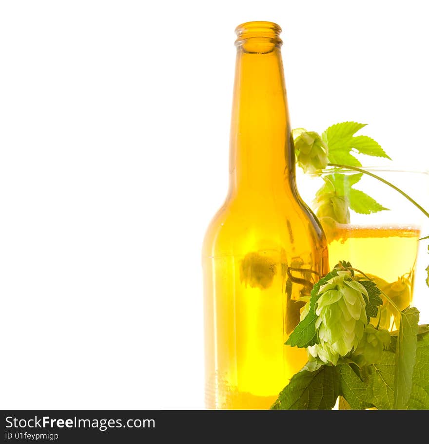 Glass beer and hop on white background