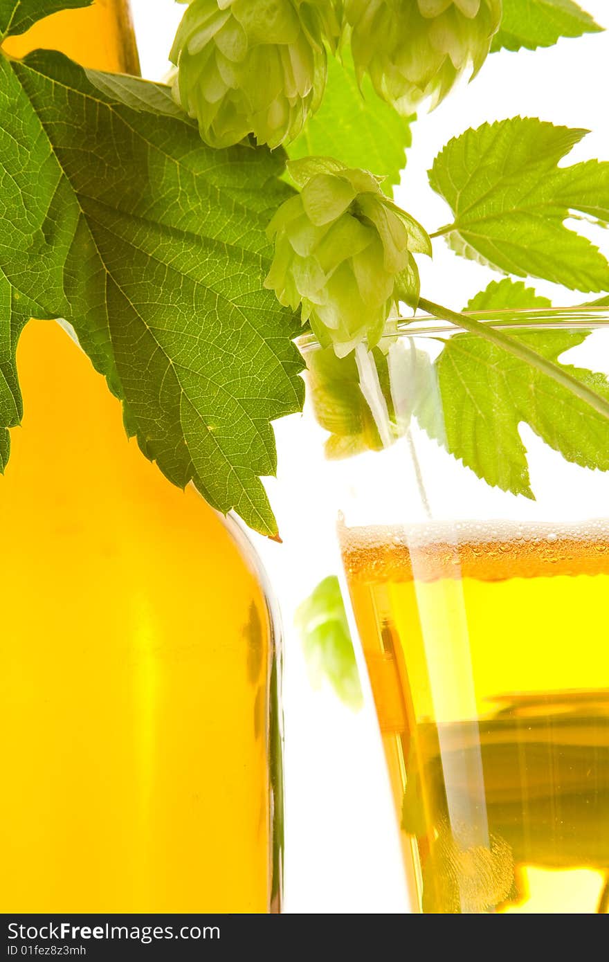 Glass beer and hop on white background