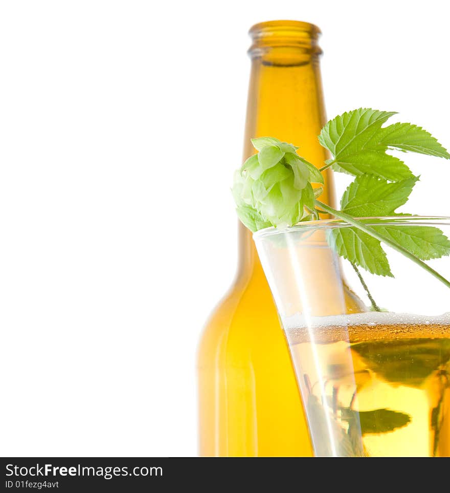 Glass beer and hop on white background