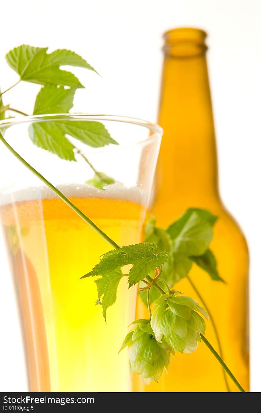 Glass beer and hop on white background