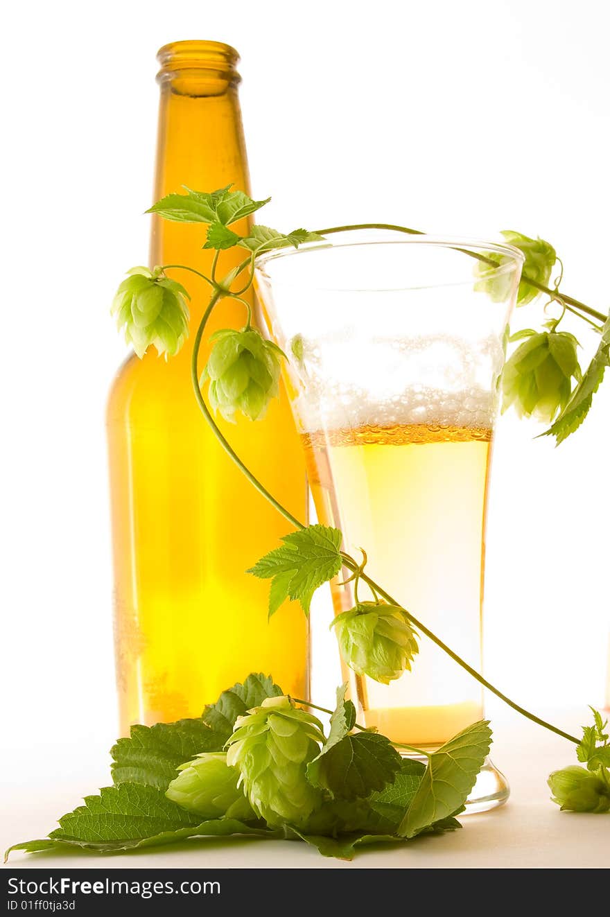 Glass beer and hop on white background