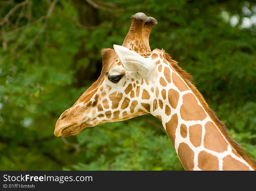 Closeup of a Giraffe head staring at camera